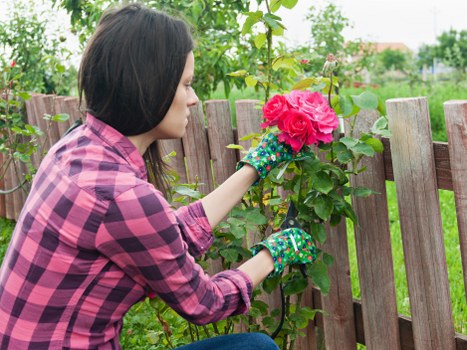 Professional lawn maintenance in Wanstead
