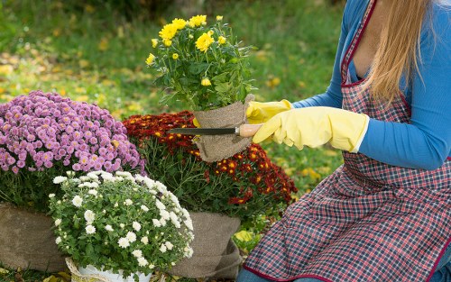 Seasonal hedge maintenance in Wanstead for tidy and balanced growth