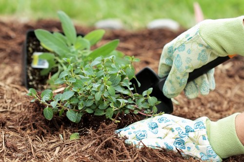 Wanstead garden upkeep with healthy lawn and shrubs