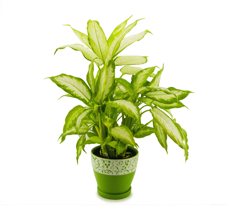 garden grass