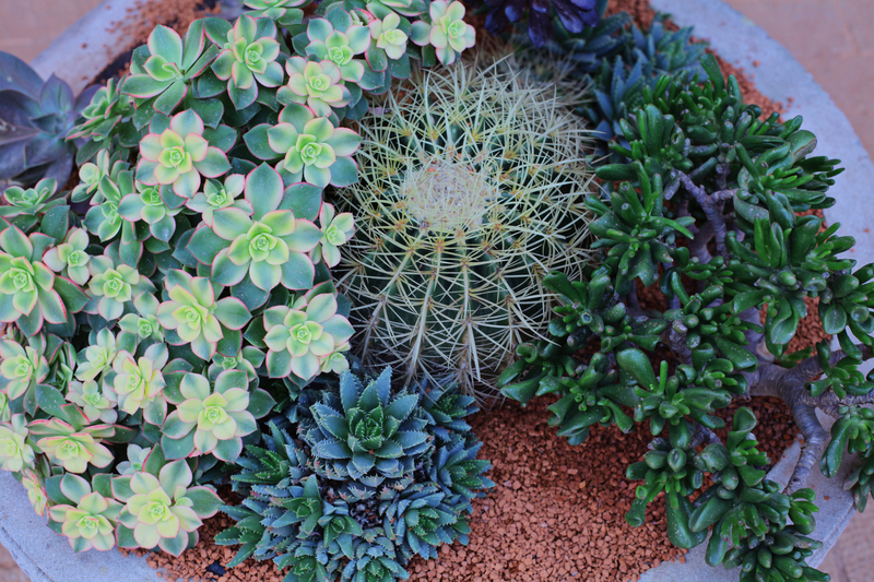 garden grass