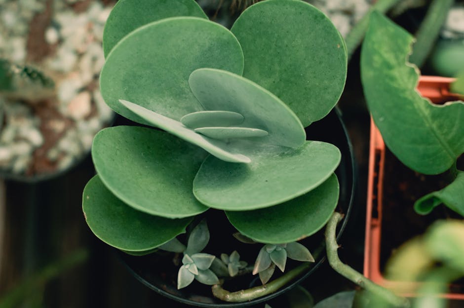 A close-up of a potted succulent plant with thick, fleshy, smooth, and rounded leaves that are pale green with a slight bluish tint, arranged in a rosette pattern. The plant is situated among other po