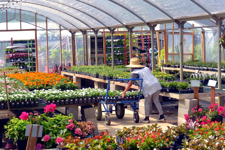 A person wearing a wide-brimmed straw hat, a blue and white checkered shirt, and patterned trousers is inside a greenhouse, tending to rows of vibrant flowering plants. They are reaching out to pick o