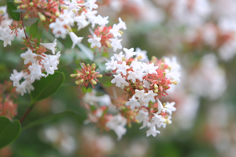 Garden outdoor space